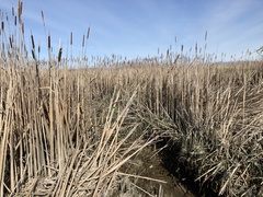 Typha × glauca
