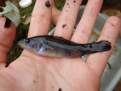 Aphredoderus sayanus