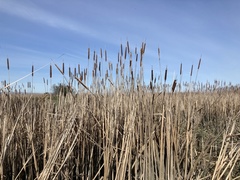 Typha × glauca