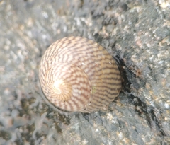 Steromphala umbilicalis