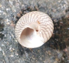 Steromphala umbilicalis