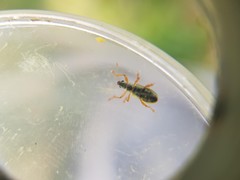 Polydrusus pterygomalis