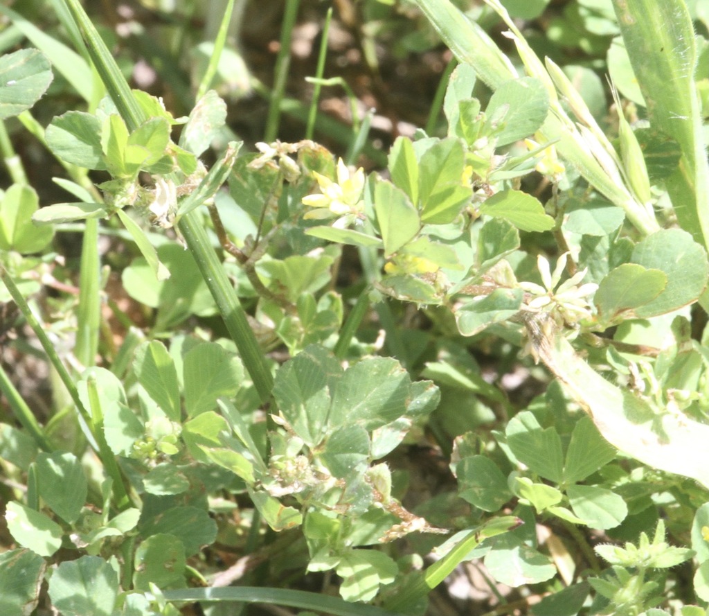 Lesser hop trefoil from Dorchester County, MD, USA on May 09, 2021 at ...