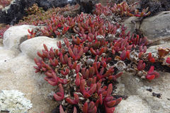 Disphyma australe australe