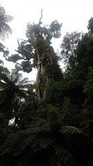 Metrosideros robusta