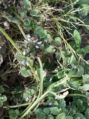Lamium purpureum