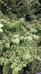 Coprosma pseudocuneata