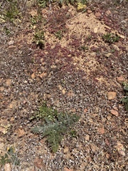 Chorizanthe polygonoides longispina