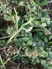 Lamium purpureum