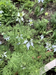 Nigella damascena