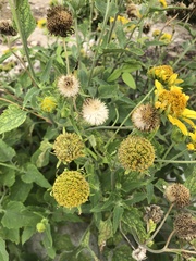 Amblyolepis setigera