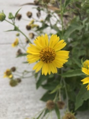 Amblyolepis setigera