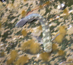 Entomacrodus marmoratus