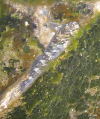 Entomacrodus marmoratus