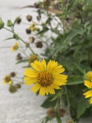 Amblyolepis setigera