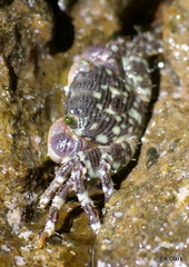 Pachygrapsus plicatus image