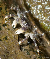 Pachygrapsus plicatus