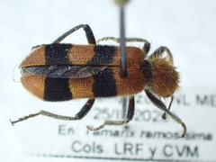 Trichodes bibalteatus