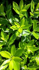 Pittosporum colensoi