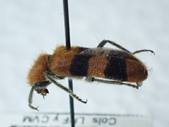 Trichodes bibalteatus