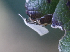 Eucalantica polita