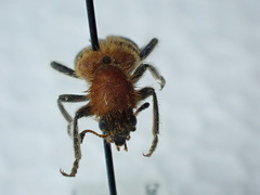 Trichodes bibalteatus