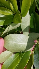Pittosporum colensoi