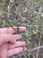 Lonicera subspicata subspicata