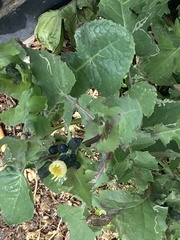 Sonchus oleraceus