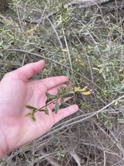 Lonicera subspicata subspicata