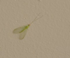 Chrysopa quadripunctata