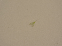 Chrysopa quadripunctata