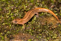 Desmognathus aeneus