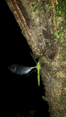 Leptotarsus virescens
