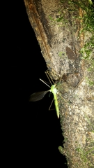 Leptotarsus virescens
