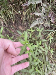 Baccharis plummerae plummerae