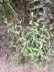 Baccharis plummerae plummerae