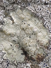 Lecanora sulphurea