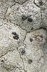 Lecanora sulphurea