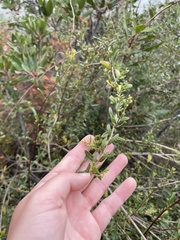 Lonicera subspicata subspicata