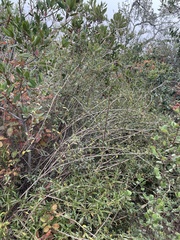 Lonicera subspicata subspicata