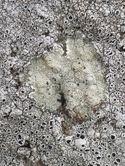 Lecanora sulphurea