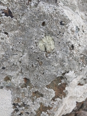 Lecanora sulphurea