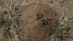 Hodotermes mossambicus