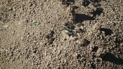 Hodotermes mossambicus