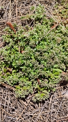 Polycarpaea divaricata