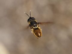 Callicera aenea