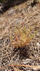 Lysimachia linum-stellatum