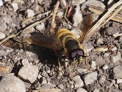 Callicera aenea