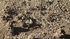 Hodotermes mossambicus